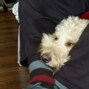 Meet your Posher, Barry